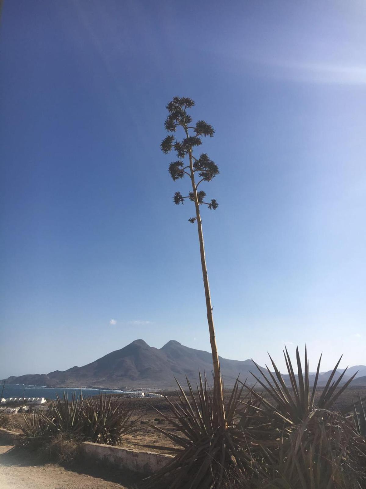 哥蒂贺白塔酒店  厄尔·波索·德·洛斯·弗莱尔 外观 照片